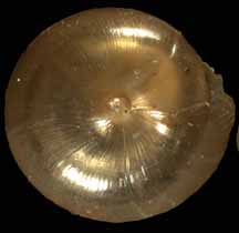 Euconulus fulvus shell bottom